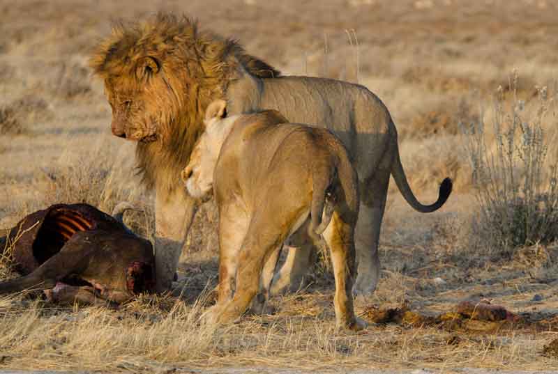 91 - Namibia - leones comiendo - parque nacional de Etosha